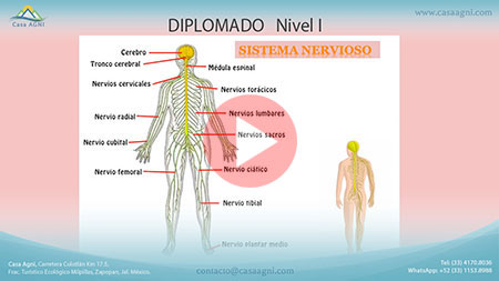 10-Sistema Nervioso y Protocolos